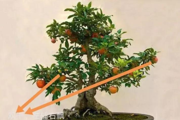 矮化苹果盆景种在家里能结果吗,苹果盆景矮化栽培