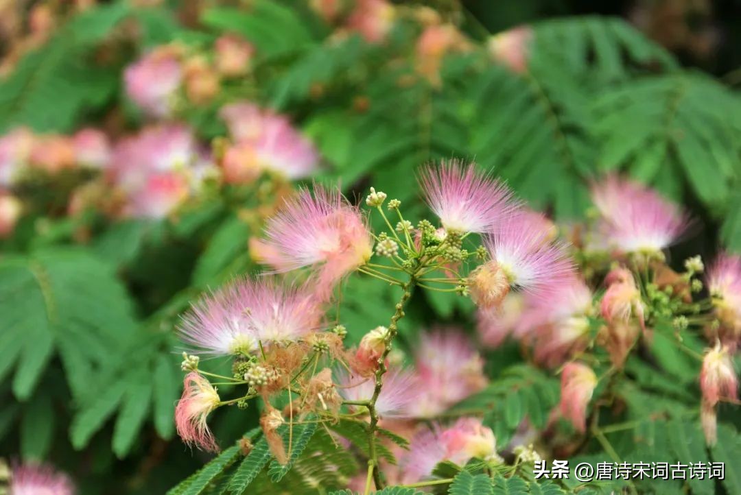 相思树下说相思七律,相思树下说相思的下一句