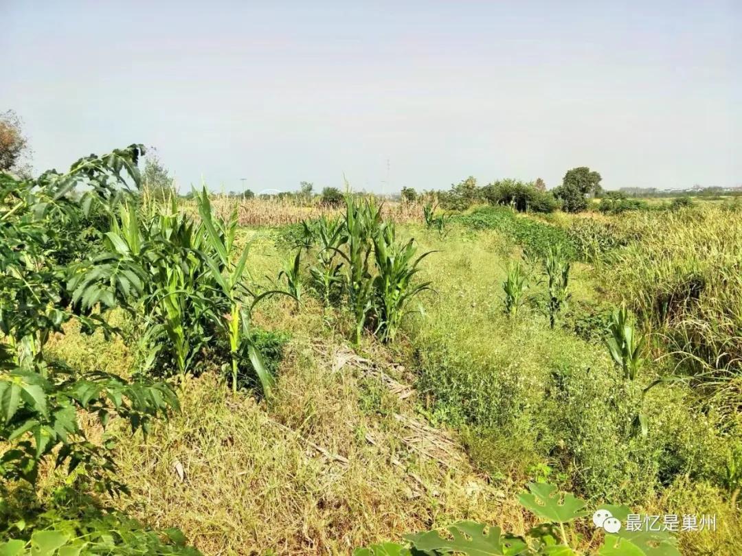 故乡童年的回忆,故乡儿时的伙伴