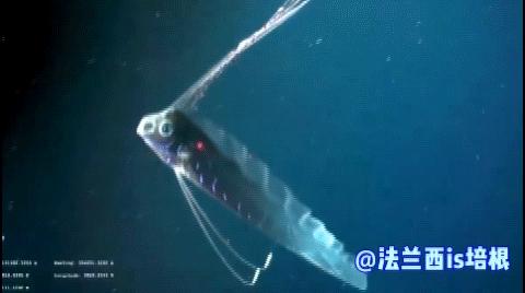 海怪“地震鱼”现身台湾！足有6米长，近期会发生地震海啸吗？