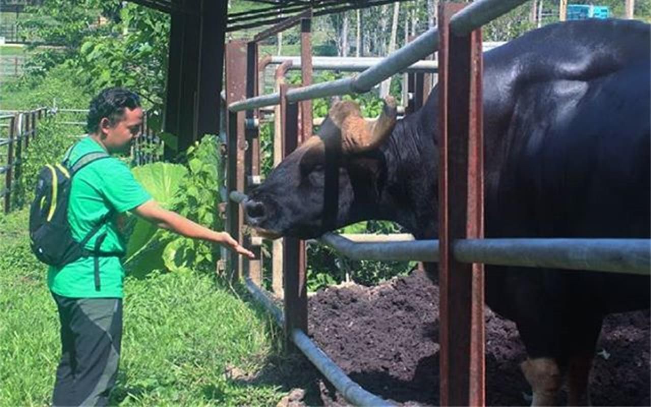 云南野外惊现濒危牛魔王,云南野生牛魔王