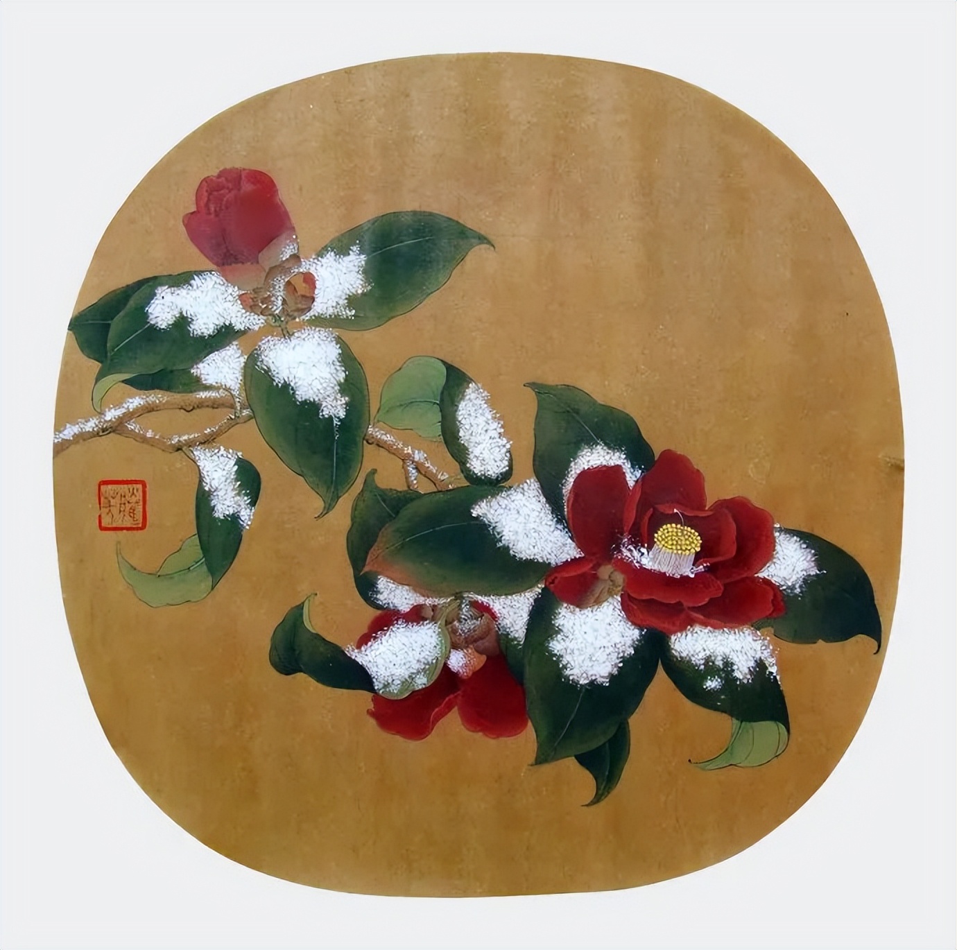 #草木有趣|雪里开花到春晚，不是寻常儿女花