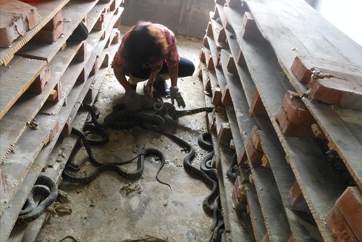 美女养毒蛇竟然成功了年赚千万,江西一男子养毒蛇