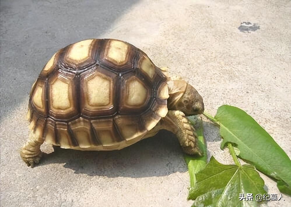 北京一男子捡到一个乌龟养了七年,12年男子捡到乌龟养了7年发现异常