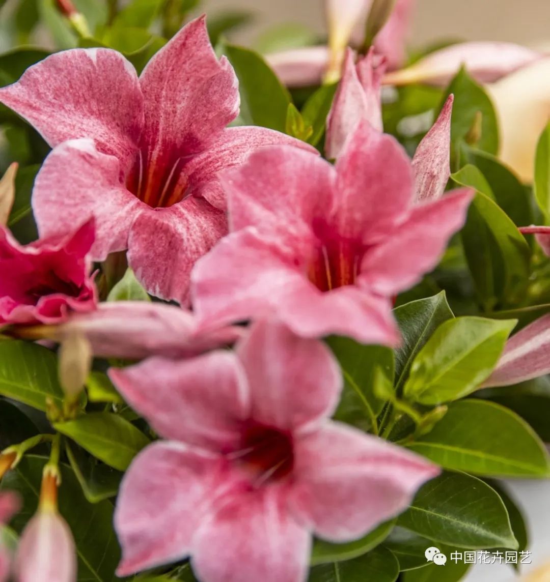 荷兰年度Glazen Tulp新奇植物奖15件产品名单公布 | 每周国际花讯