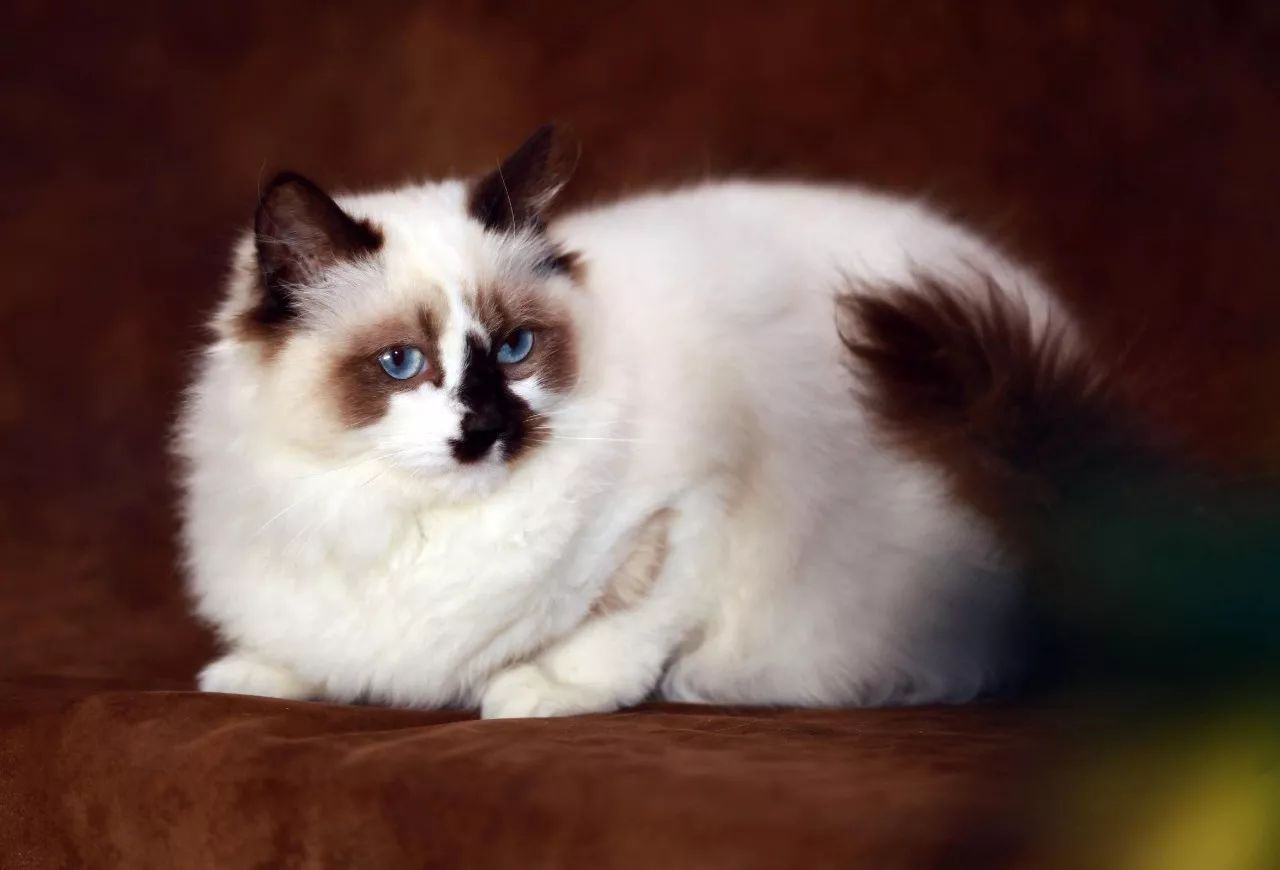 猫刚怀孕几天就流产母猫要紧吗,5个月大的母猫怀孕了怎么办