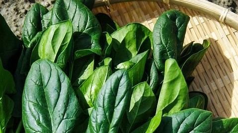 澳洲华人食用“致幻菠菜”后赴院急诊，强迫症女生躲过一劫