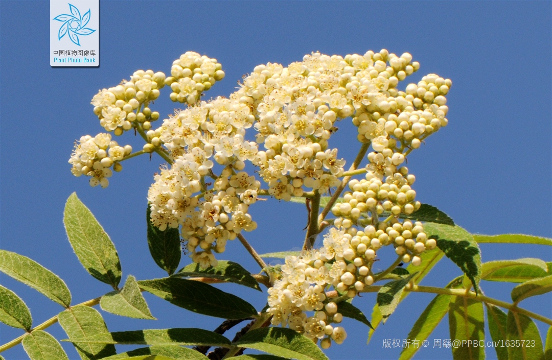 花楸木材优缺点,欧洲花楸极佳园林观赏树种