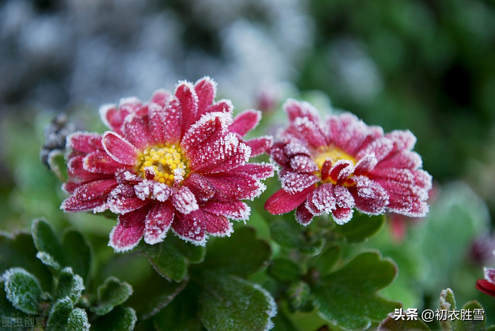 立冬五首：秋将归去冬又至，寒色不遮万山翠