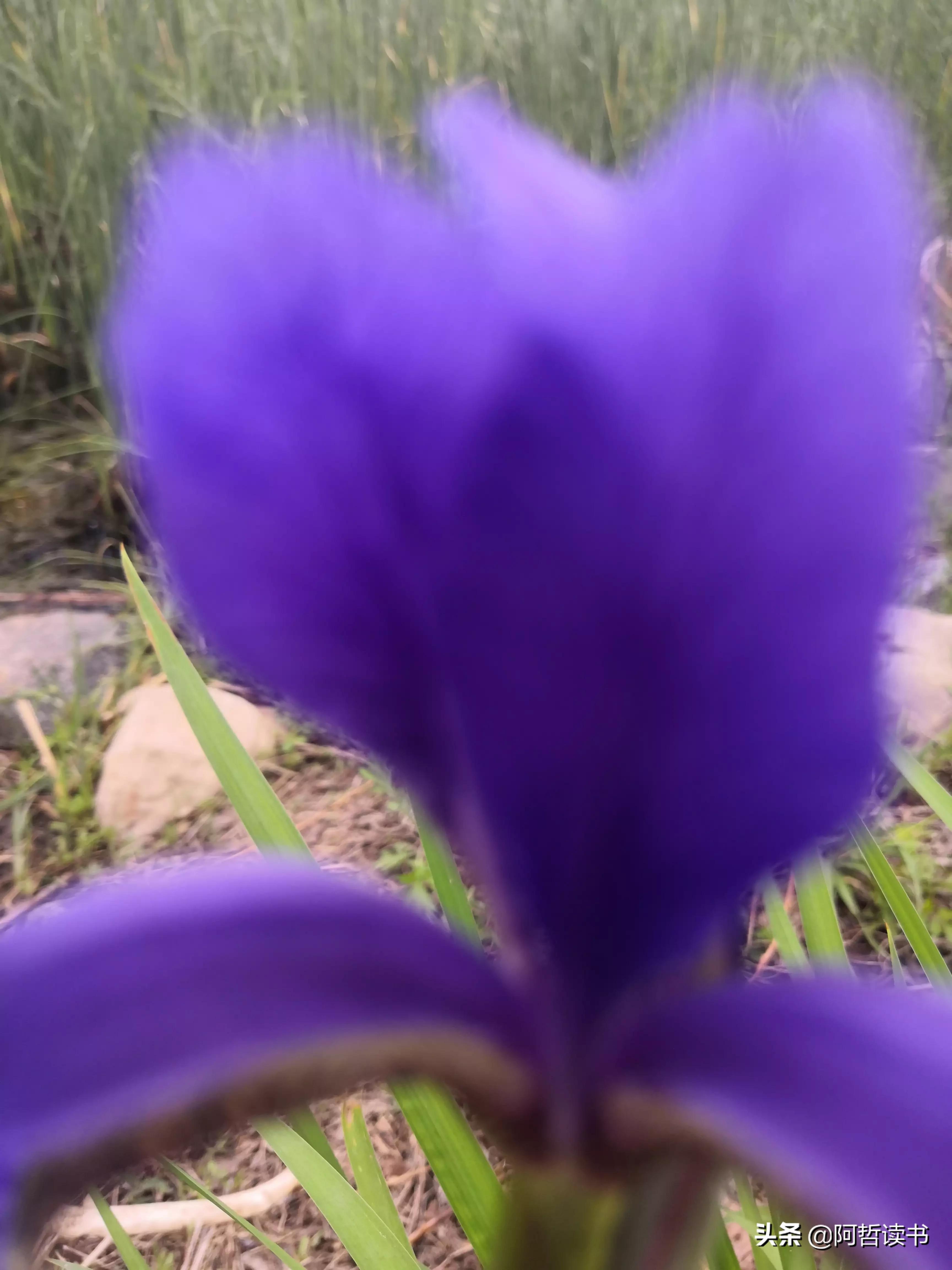 婀娜多姿鸢尾花,鸢尾花婀娜多姿