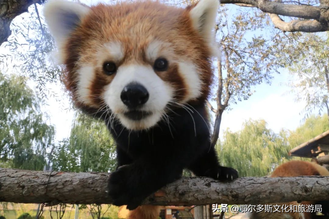 鄂尔多斯野生动物园和海洋馆门票,鄂尔多斯野生动物园海洋馆