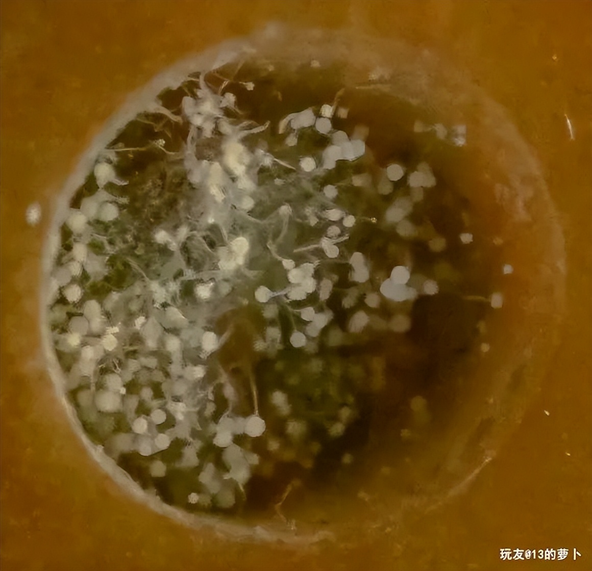 凤眼菩提长串盘玩,凤眼玩长串还是短串