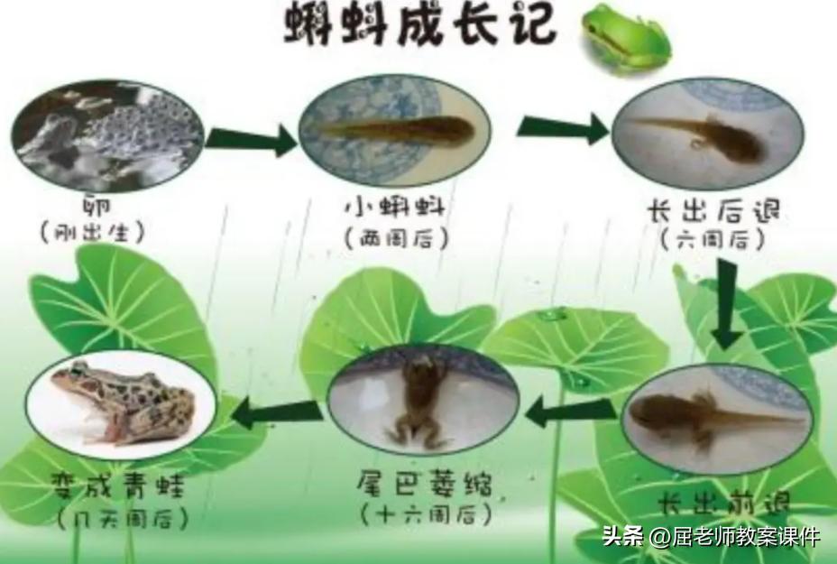 科学小蝌蚪长大了教案,屈老师大班科学教案