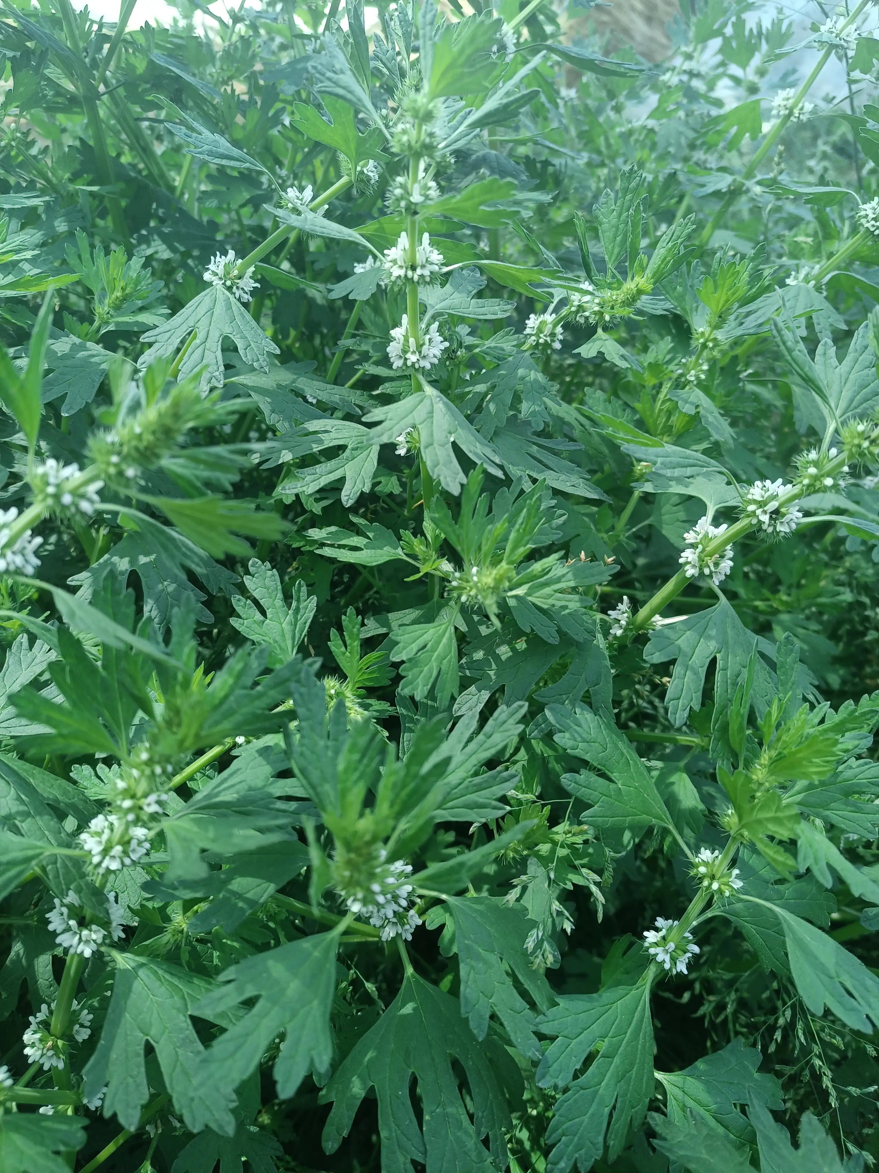 闲来无事荡秋千视频,山中荡秋千