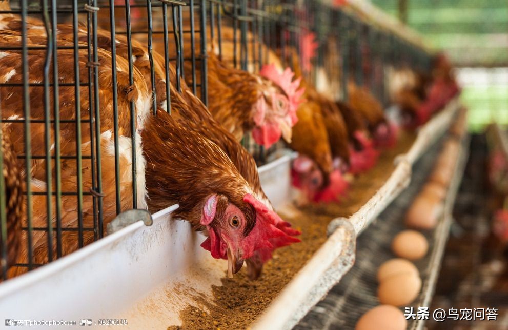 虎皮鹦鹉神仙水,鹦鹉用什么水最好