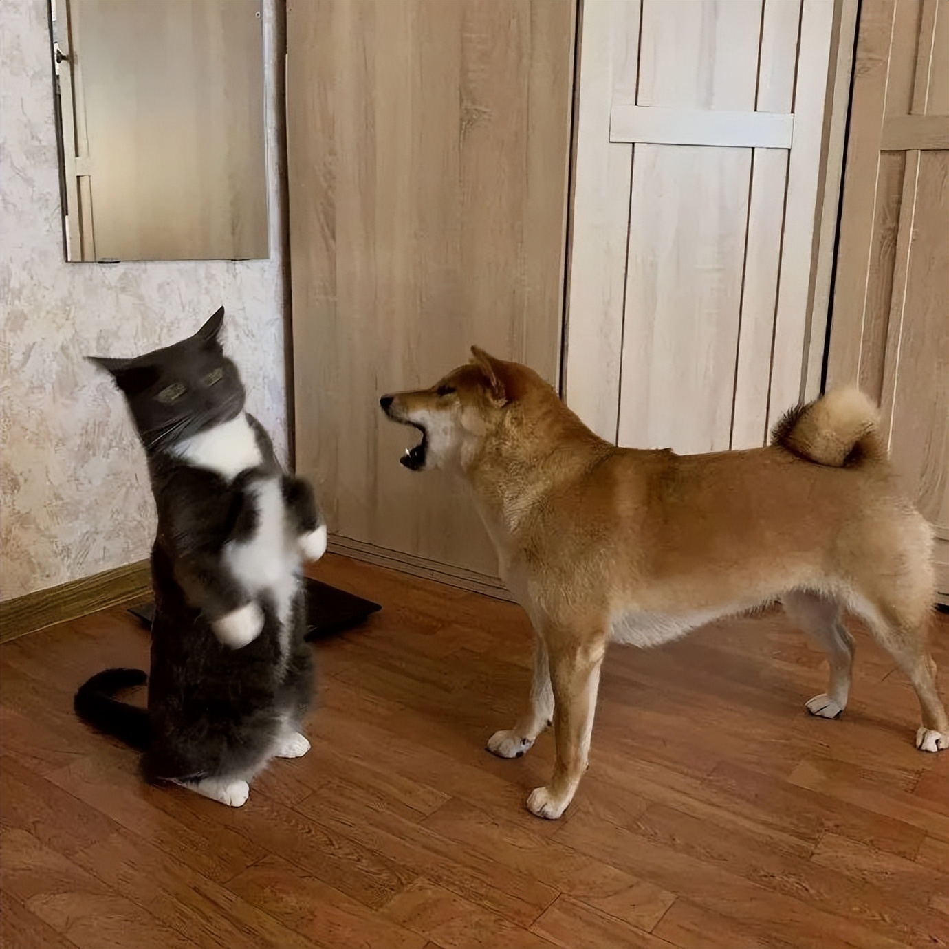 笑死！狗子1个蛋上被蚊子咬了8个包，成巨蛋小子了！