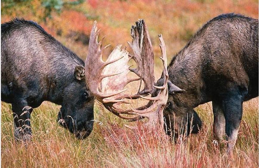 神奇“仙兽”—驼鹿究竟有多牛？很多国家定期猎杀，我国为何保护