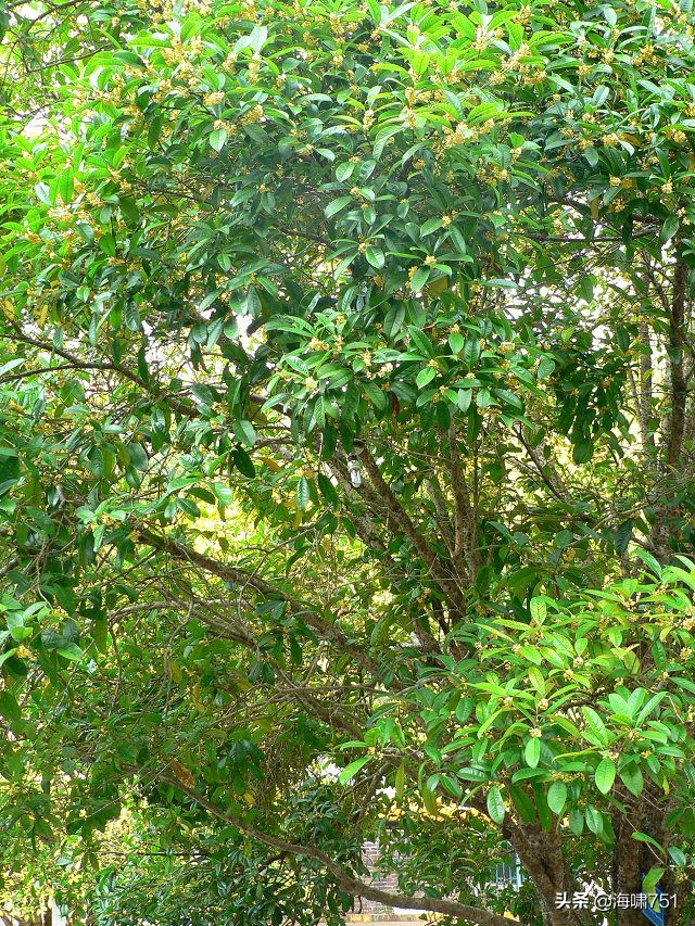 广东韶关始兴县澄江镇,广东韶关始兴县顿岗镇