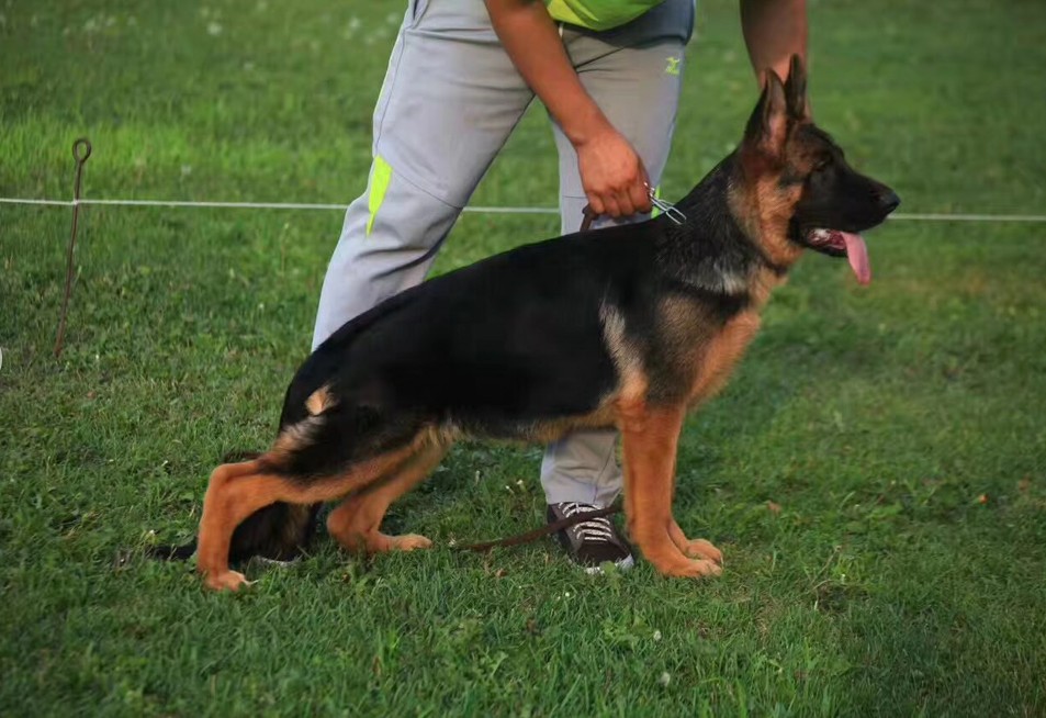 德牧价格多少钱一只？德牧的训练方法和技巧你知道吗？