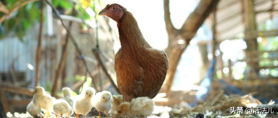 立秋上火应该吃点什么好,立秋后身体怎么补