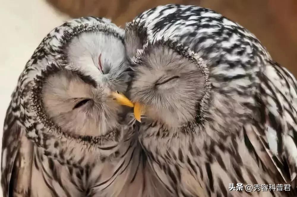 *拍偷**的夫妻生活照，羞羞的