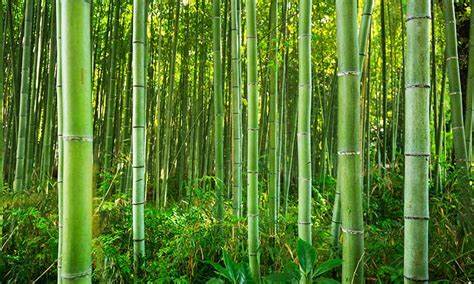 成都永立国际大厦多少层,永立星成都国际大厦