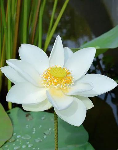 夏日花花大合集,夏日花花油画