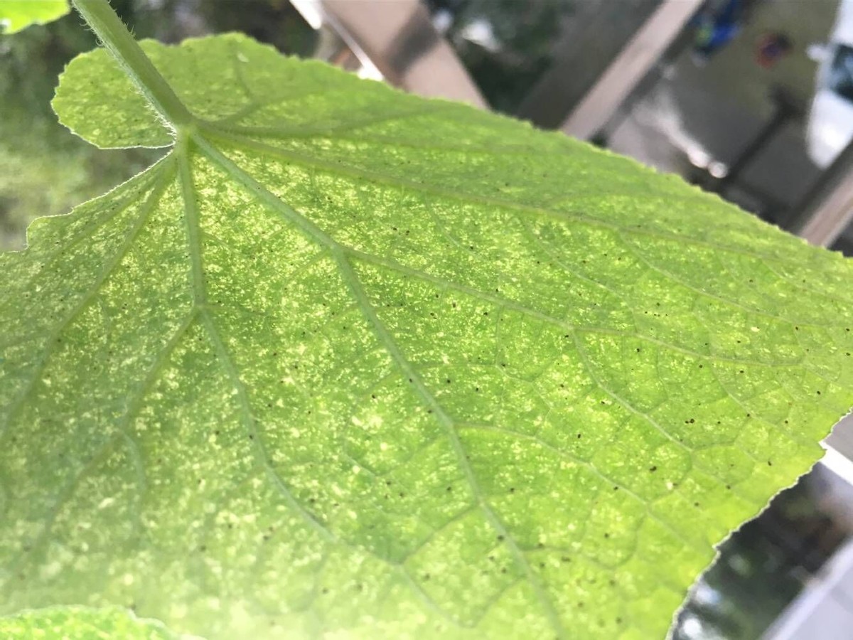 黄瓜基因组数据库怎么查基因序列,黄瓜花叶病毒基因序列