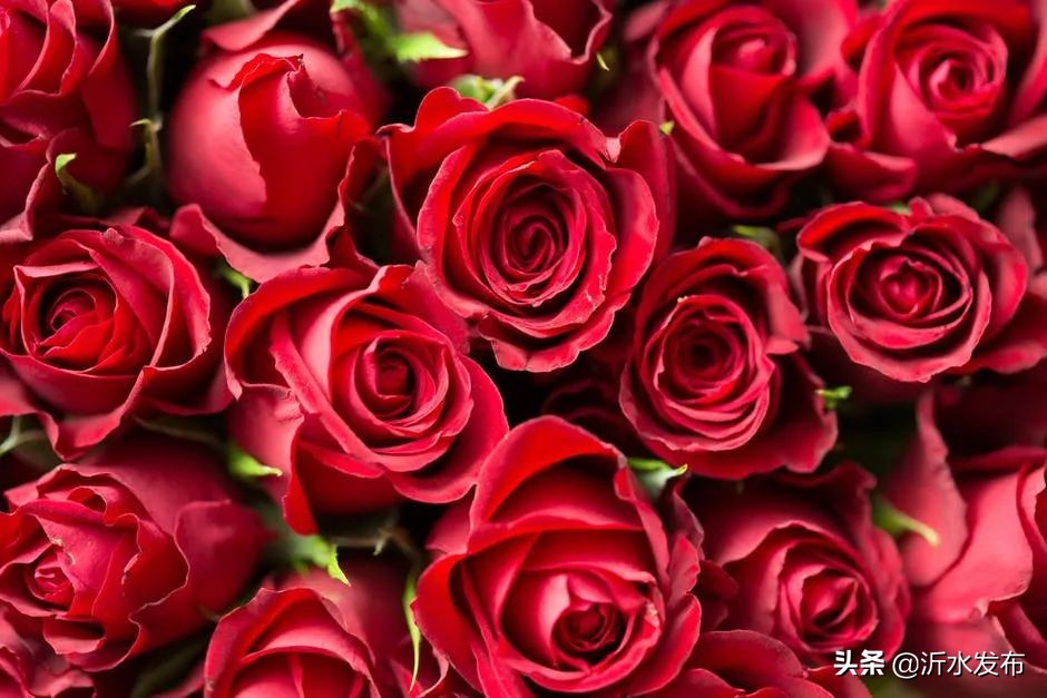 春季护肝的花,可以养肝护肝的花