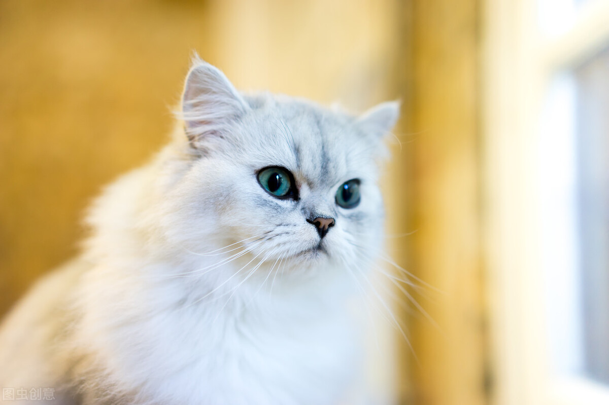 一只猫从湖南托运到重庆,波斯猫托运