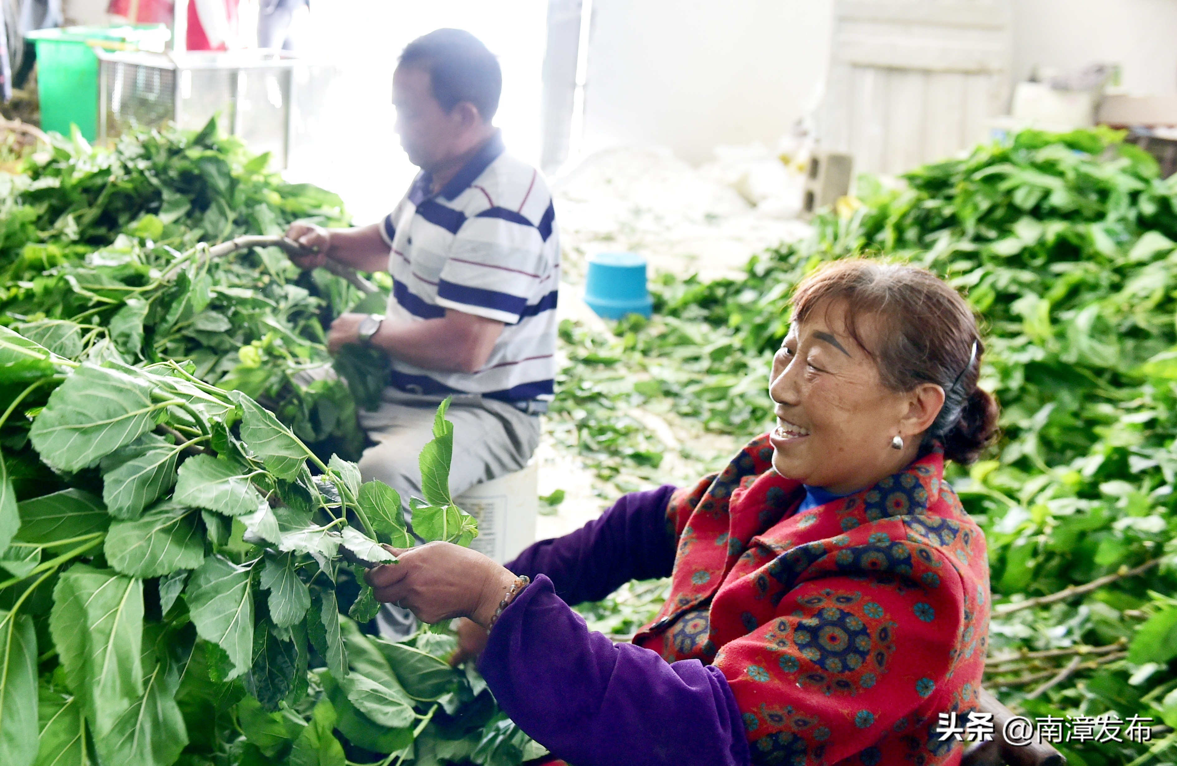 学习强国丨湖北南漳：小蚕共育送到户铺就致富“新丝路”