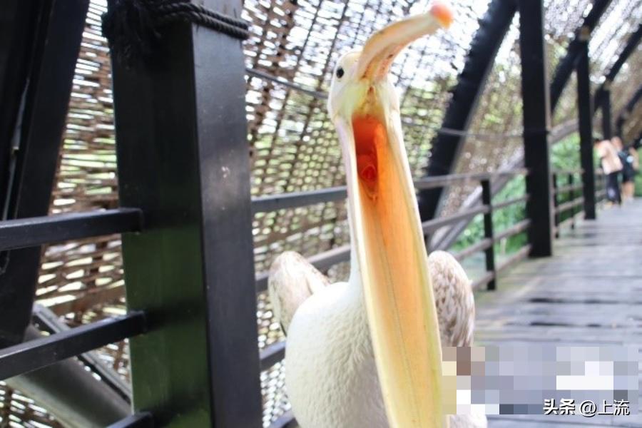 男孩景区遭鹈鹕灌顶,男孩被醍醐灌顶在什么景区