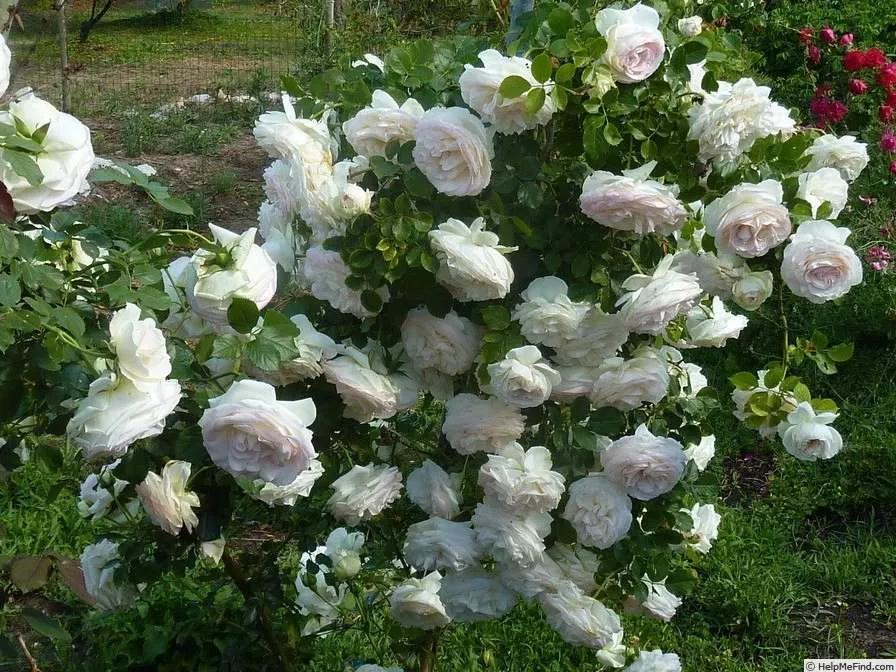 月季品种醉花,月季品种大全及图片欣赏