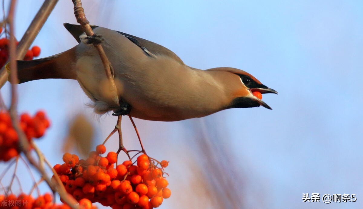 太平鸟真的好吗,太平鸟好看的新款