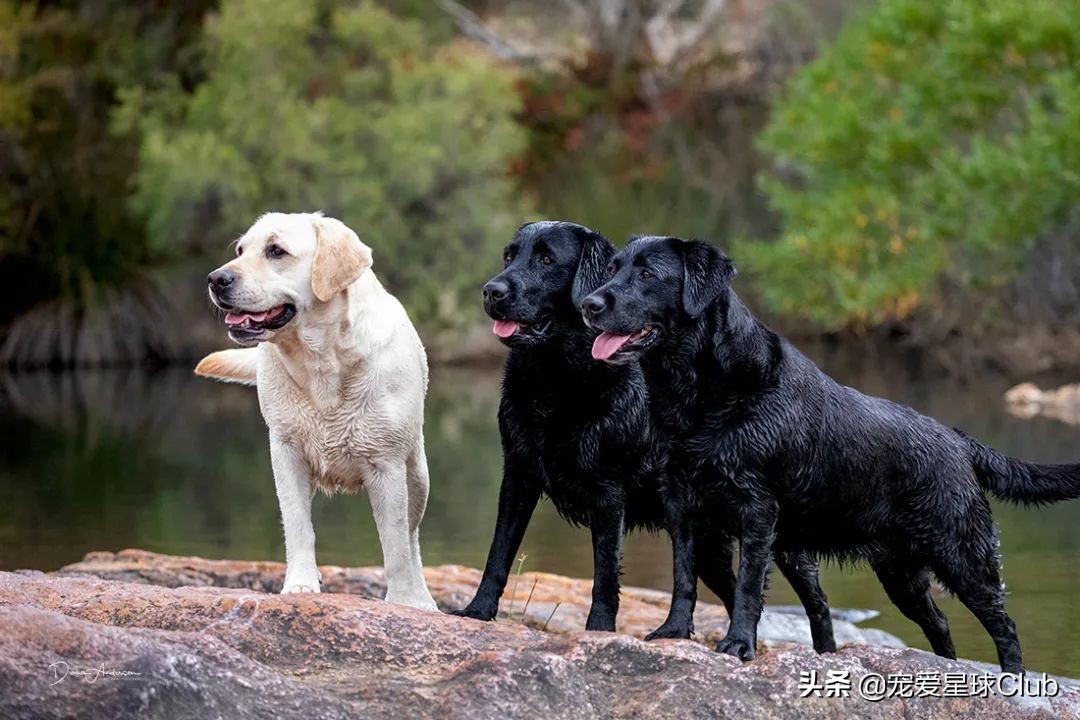 拉布拉多照片和资料,详细讲解拉布拉多的故事