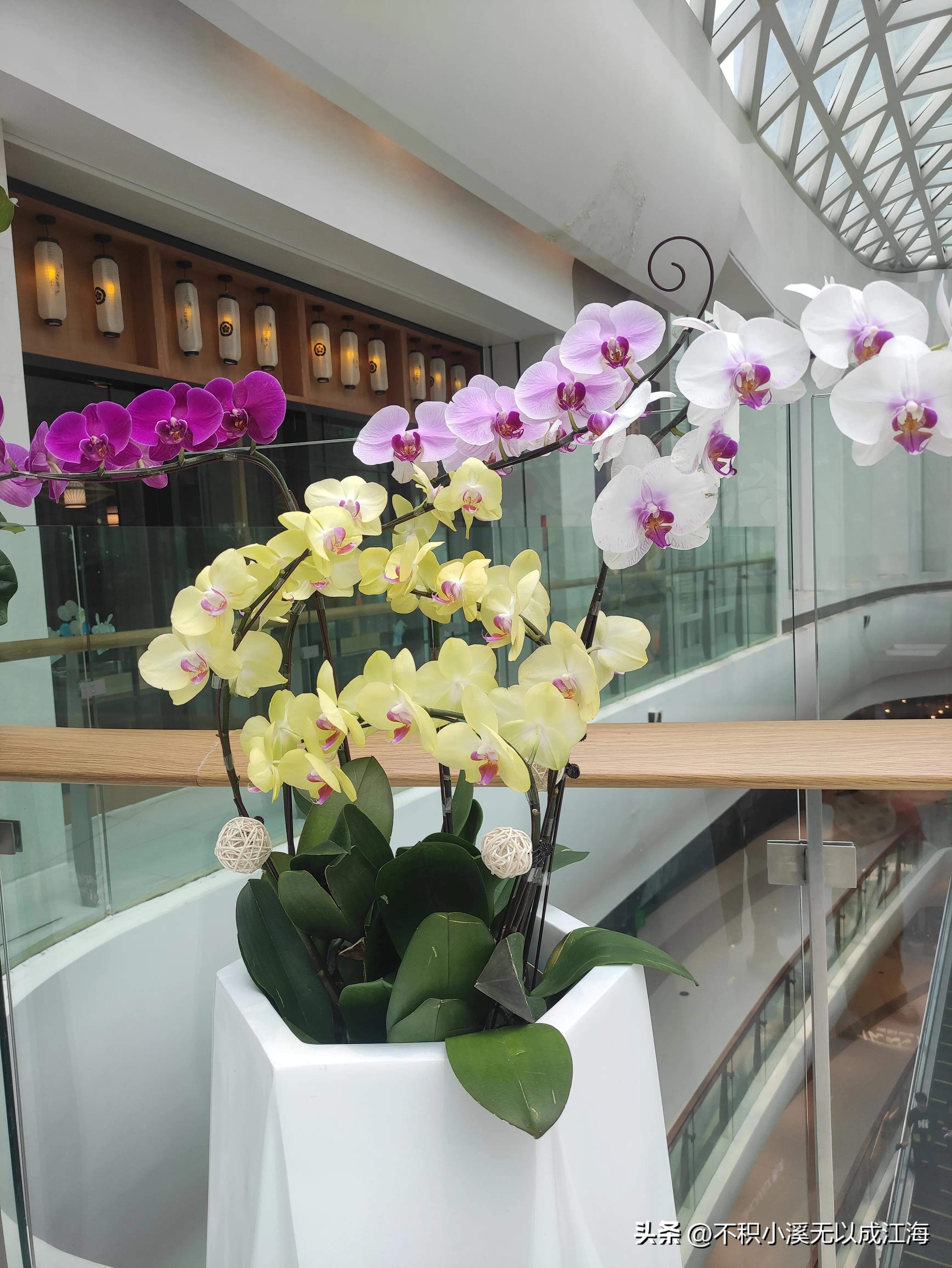 蝴蝶兰的花特点和外貌描写,蝴蝶兰淡雅清新姿态优美