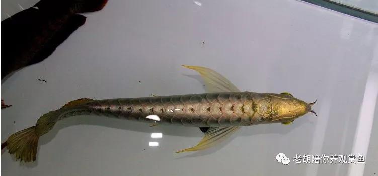 金龙鱼饲养过程中的注意事项,鱼缸饲养金龙鱼能长多大