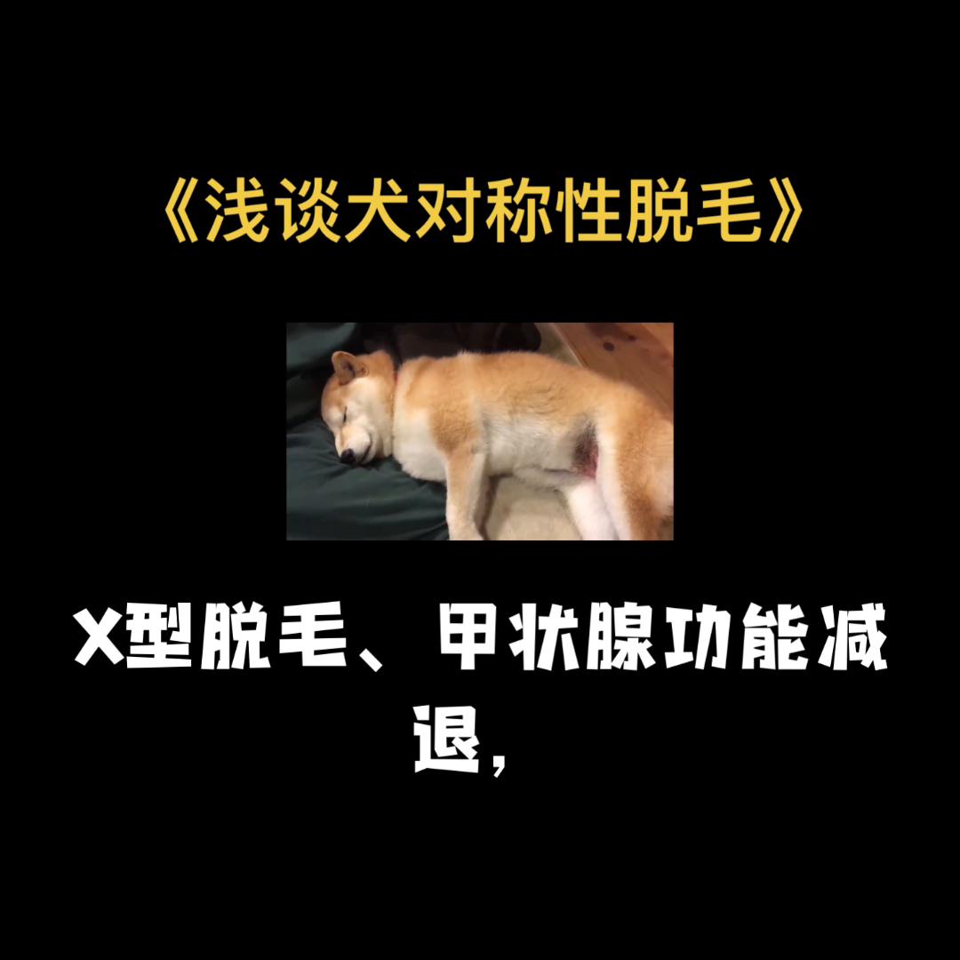 犬对称性脱毛是什么皮肤病,狗狗两侧对称性脱毛怎么治疗