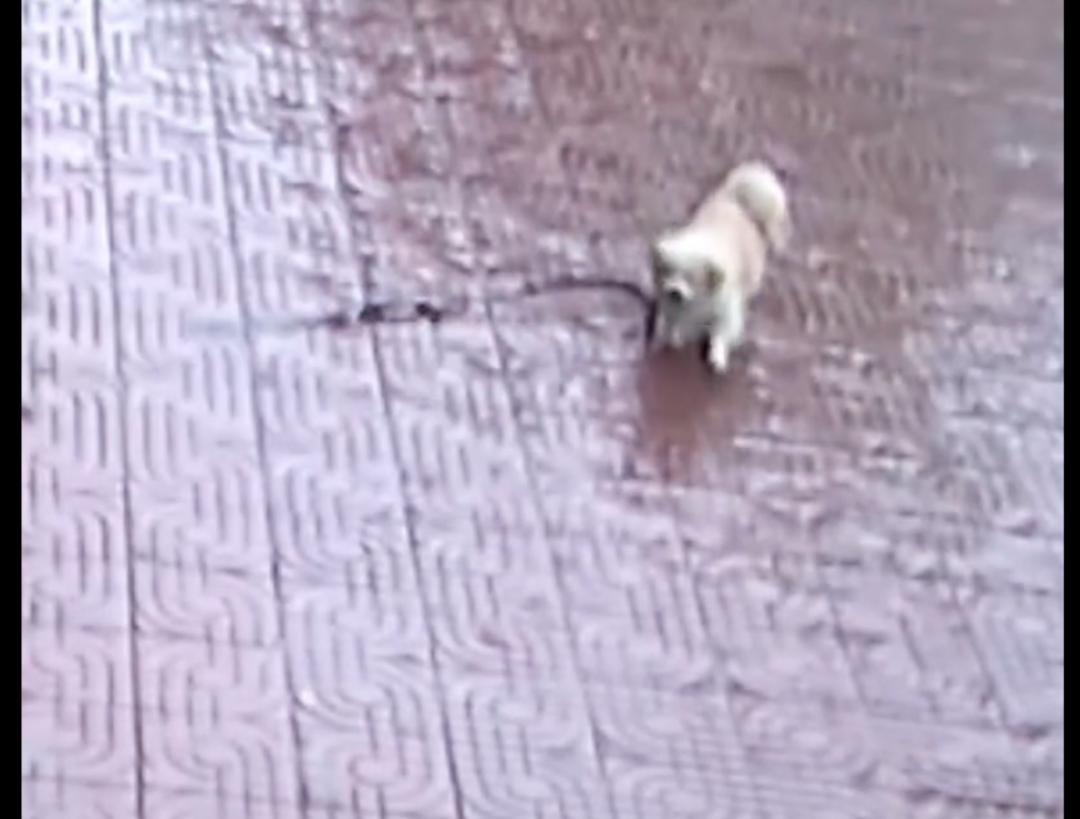 狗狗难产死胎在肚子里待久了,狗狗难产主人用手助产