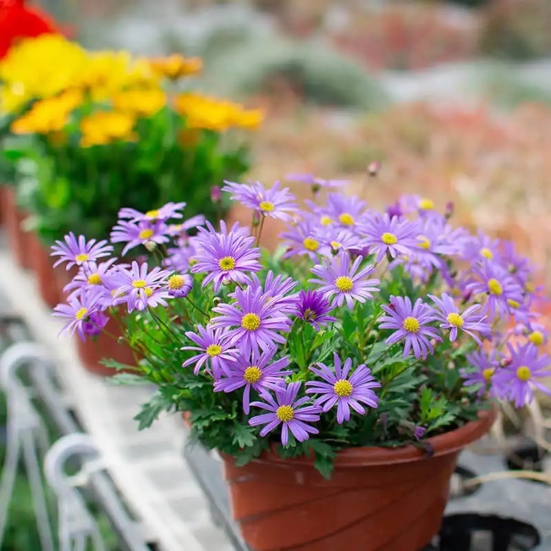 10月份养花注意什么,10月养栀子花