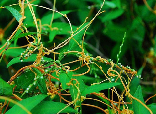 花园要打理得好先除杂草,春天草坪长杂草这样做除草更简单