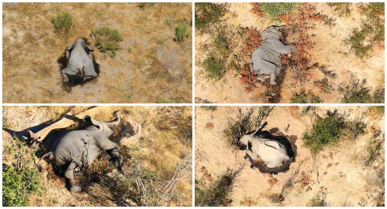 为什么动物喝脏水没事而人类有事,为什么野生动物可以喝泥巴水