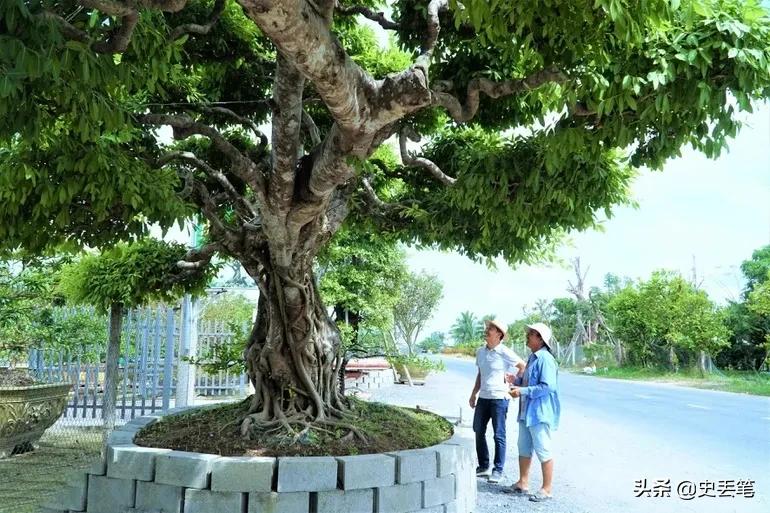 2012年他花9万买下一棵老榕树，结果10年后出价105万都不肯卖