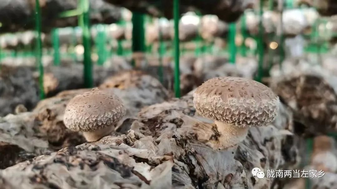 【妇女就业】在左家，有一种幸福叫“家门口”吃上“产业饭”