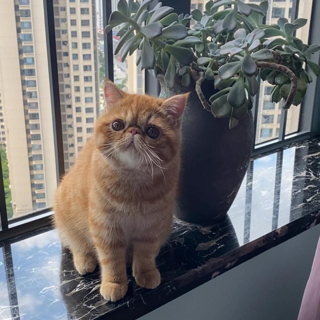 宠物市场重新“洗牌”：橘猫排第二，第一名会是谁呢？