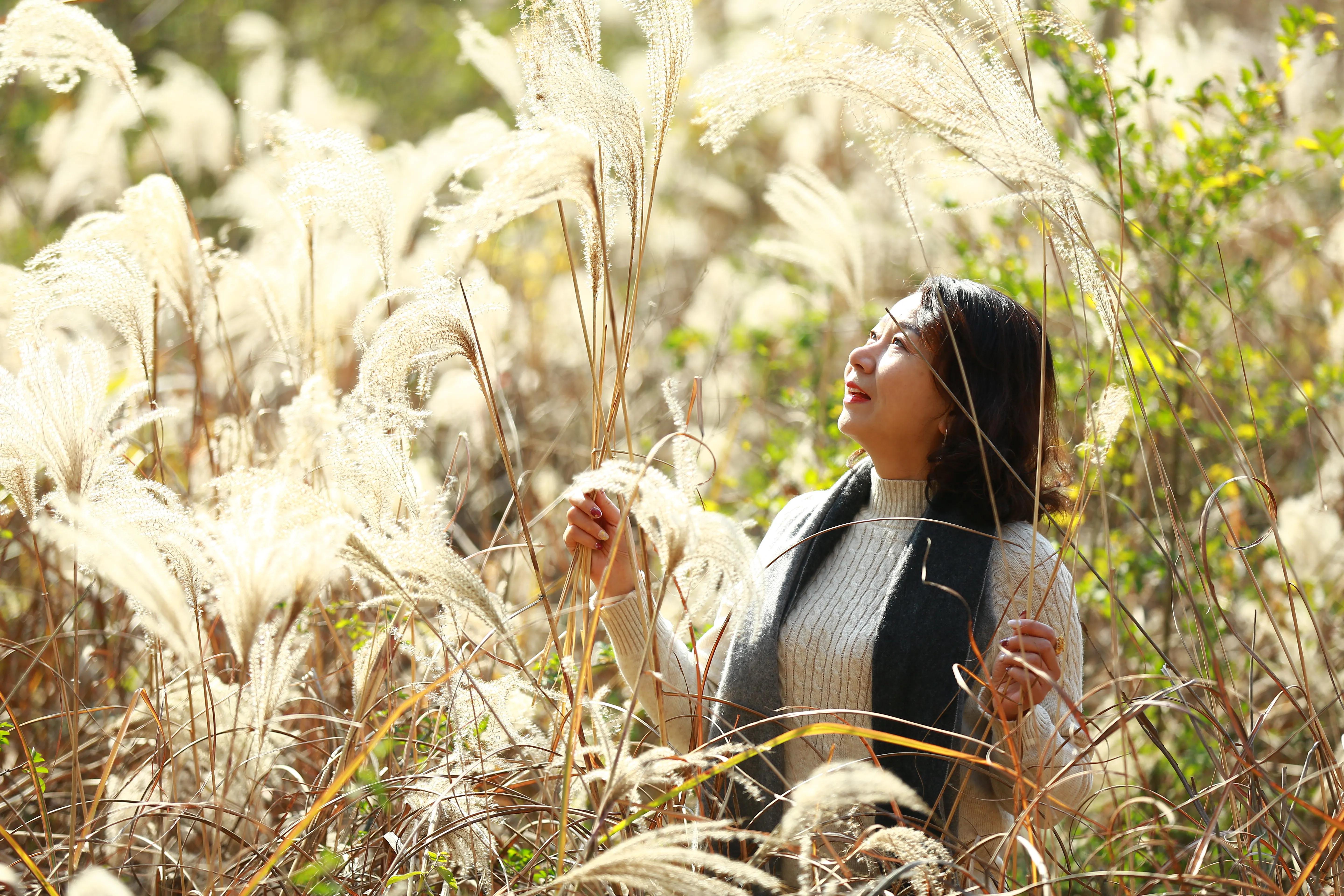 红杉林之恋,红杉林之恋完整版