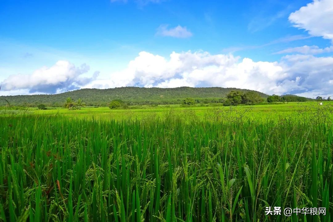 稻米产业提质增效方法,水稻产业促乡村振兴