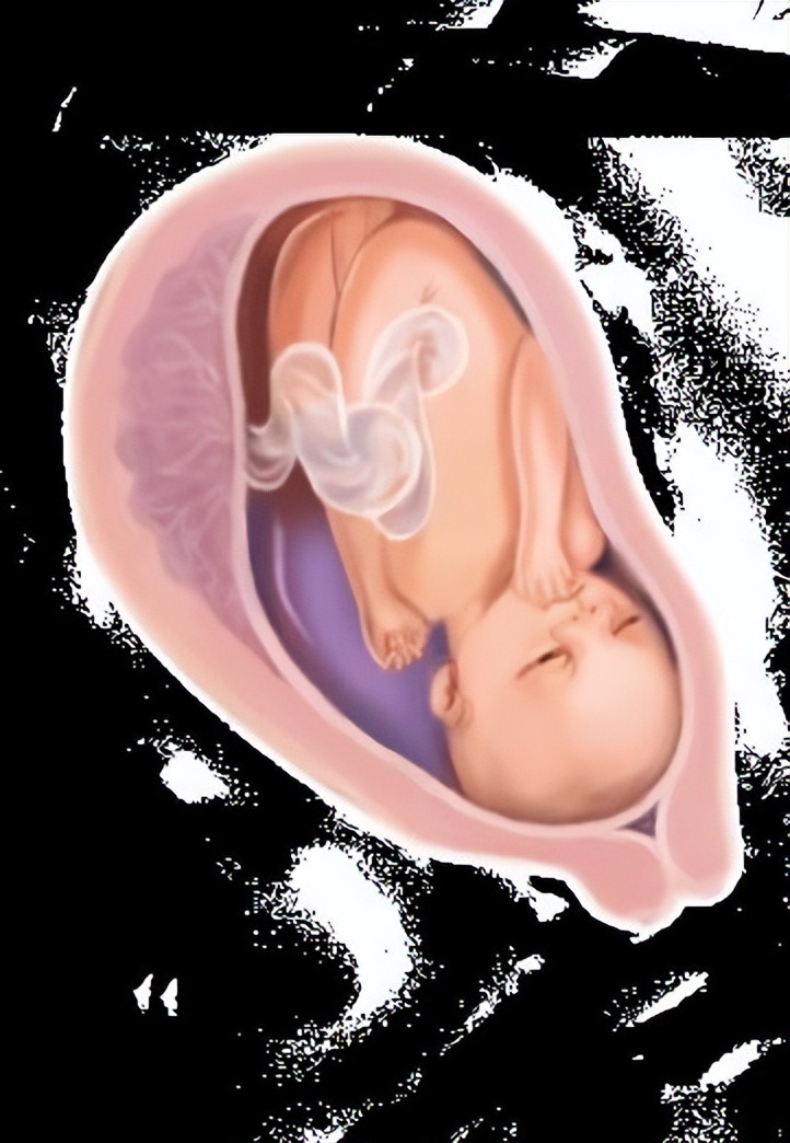 从受孕到分娩约四十周,从受孕到婴儿每天的变化