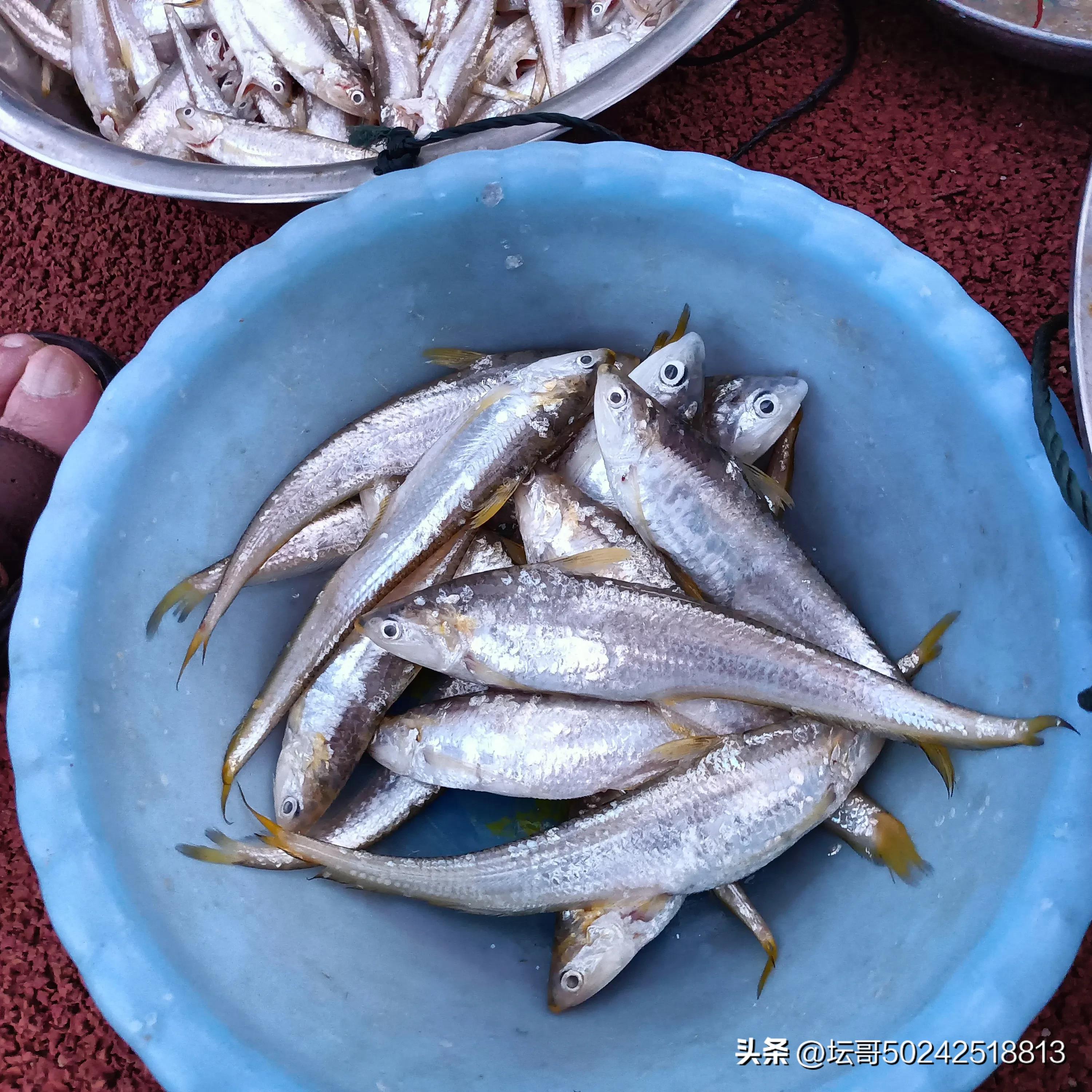 赛岐凤尾鱼价格,赛岐凤尾鱼