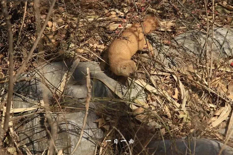 深析捕杀野生动物，探究带来可怕后果